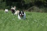 BOULEDOGUE FRANCAIS 739